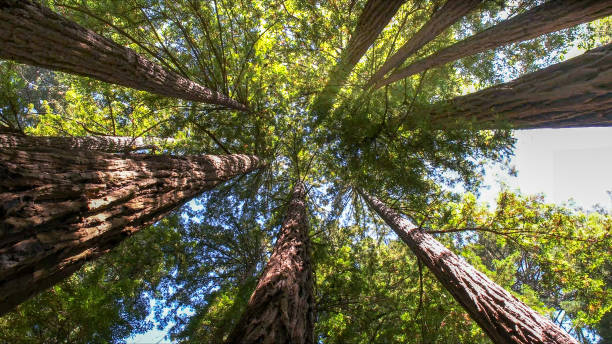 Trusted Locust Grove, GA Tree Services Experts