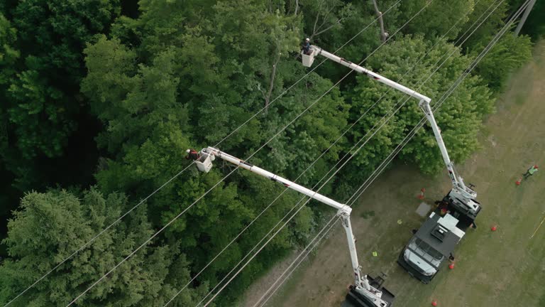 How Our Tree Care Process Works  in  Locust Grove, GA